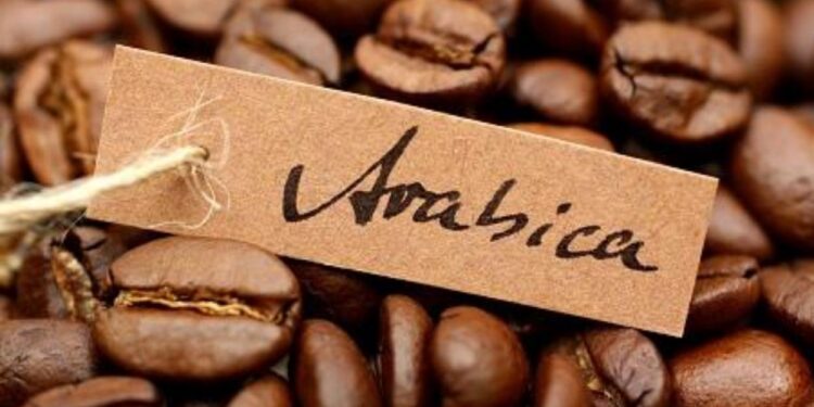 Biji kopi Arabica. (foto/net)