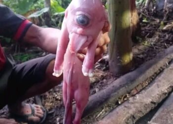 Penemuan babi mata satu di NTT yang gegerkan warga. (foto/X)