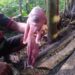 Penemuan babi mata satu di NTT yang gegerkan warga. (foto/X)