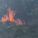 Kebakaran terjadi di sebuah kawasan Hutan Lindung Sungai Harapan, Batam. (foto/ist)