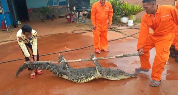 Petugas saat menangkap buaya yang lepas beberapa waktu silam (foto/dok)