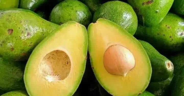 Buah Alpukat (foto/net)