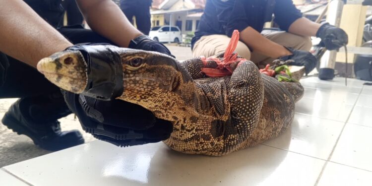 Biawak yang memasuk rumah dinas polisi di Kuningan (foto/dok)