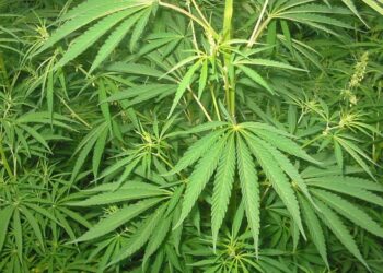 Ilustrasi ganja (foto/net)