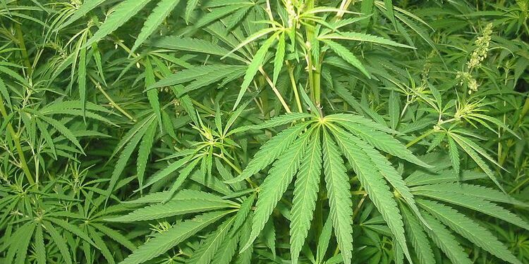 Ilustrasi ganja (foto/net)