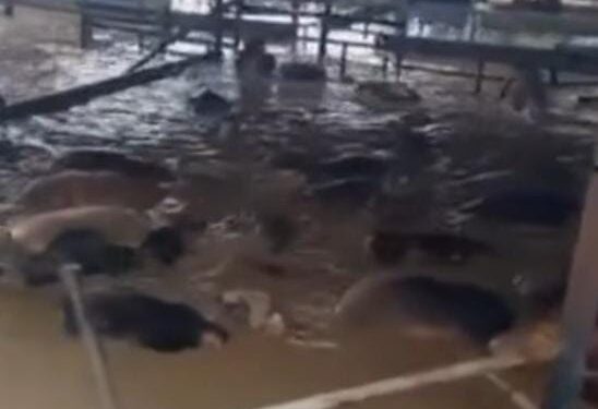 Viral Puluhan Sapi Terendam Banjir Bekasi, Netizen Auto Prihatin (foto/X)