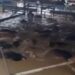 Viral Puluhan Sapi Terendam Banjir Bekasi, Netizen Auto Prihatin (foto/X)