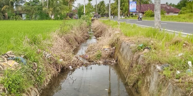 Goro membersihkan aliran Air irigasi Sepanjang 6 km daerah  Kecamatan VII Koto. (Foto/Agustin).