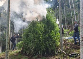 Ladang ganja di Aceh yang dibasmi oleh Bea Cukai  Aceh dan tim gabungan. (Foto/Humas).