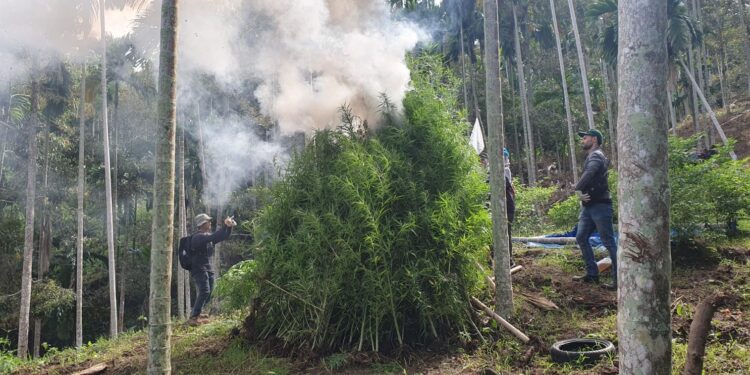 Ladang ganja di Aceh yang dibasmi oleh Bea Cukai  Aceh dan tim gabungan. (Foto/Humas).