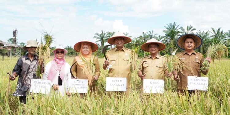 Bupati Syah Afandin Dorong Kemandirian Benih Padi di Langkat. (Foto/Kominfo).