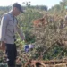 Lokasi korban di serang harimau di areal tanaman akasia Desa Pulau Muda, Kecamatan Teluk Meranti, Kabupaten Pelalawan, Rabu (25/6/2025). (Foto/Doc)