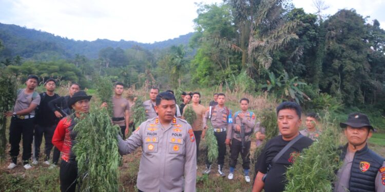 Polres Madina Musnahkan Ladang Ganja Seluas 6 Hektare. (Foto/Doc)