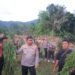 Polres Madina Musnahkan Ladang Ganja Seluas 6 Hektare. (Foto/Doc)
