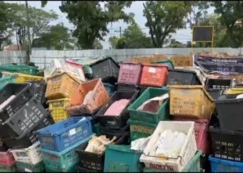 14,6 Ton Mangga Ilegal Asal Thailand Dimusnahkan Balai Karantina Sumut. (Foto/Doc)