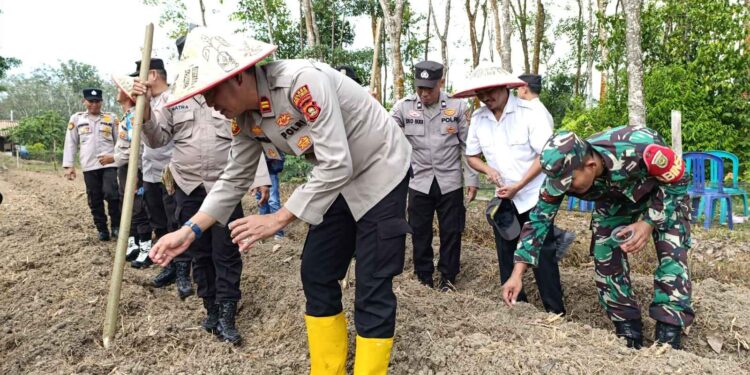 Polsek Belitang II Tanam Jagung Serentak Kuartal 3. (Foto/Yesi)