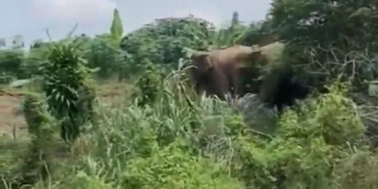 Konflik Gajah Liar dan Manusia Kembali Terjadi di Lampung Timur. (Foto/Doc)