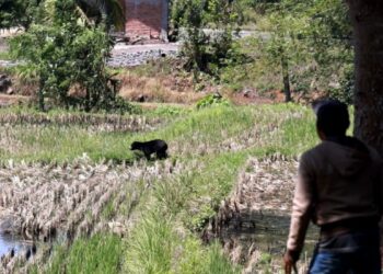 Beruang Madu Masuk ke Lahan Pertanian Warga di Tanah Datar. (Foto/Doc)