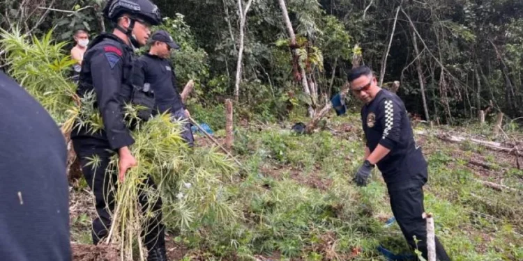 Petugas Gabungan Musnahkan 3 Hektare Ladang Ganja di Madina. (Foto/Doc)