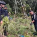 Petugas Gabungan Musnahkan 3 Hektare Ladang Ganja di Madina. (Foto/Doc)