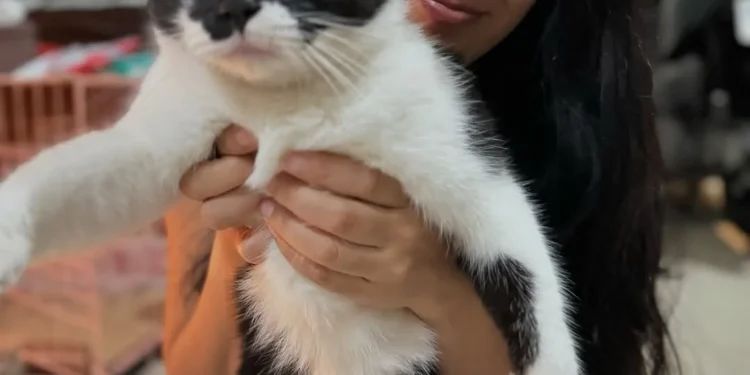 Aktris Nirina Zubir Pelihara 24 Kucing di Rumah. (Foto/Doc)