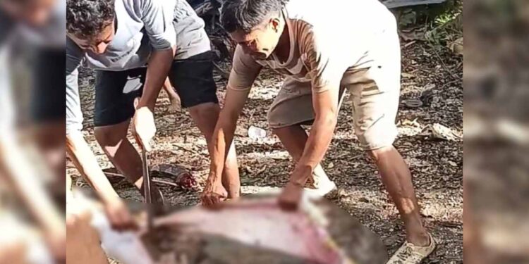 Pria di Buton Selatan Tewas Ditelan Ular Piton 8 Meter. (Foto/Doc)