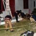 Olah TKP rumah Aipda Misnal Soni oleh Satreskrim Polres Aceh Timur dan Balmetfor Sumut, Senin (28/10/2024). (Foto/Doc)