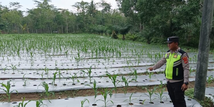 Personil Polsek Belitang III Laksanakan Pengecekan Lahan Ketahanan Pangan. (Foto/Yesi)