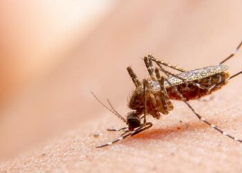 Nyamuk penyebab penyakit Chikungunya. (Foto/Doc)
