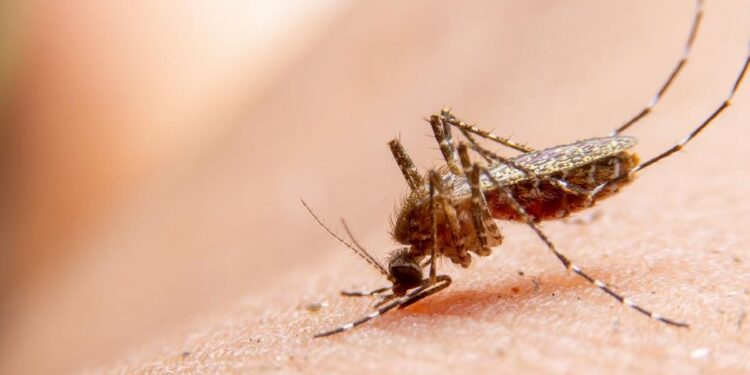 Nyamuk penyebab penyakit Chikungunya. (Foto/Doc)