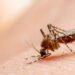 Nyamuk penyebab penyakit Chikungunya. (Foto/Doc)