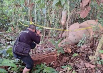 Gajah Jantan Ditemukan Mati di Aceh Timur. (Foto/Doc)