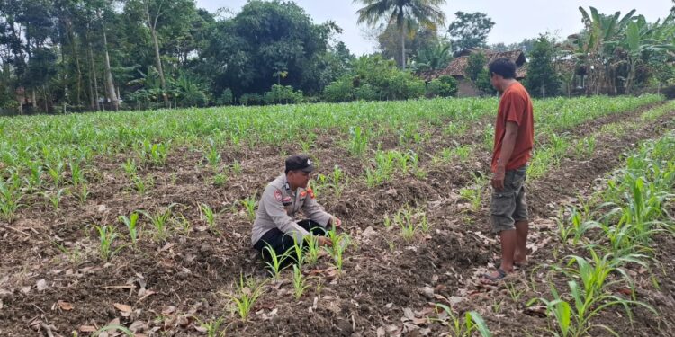 Bhabinkamtibmas Polsek Belitang II melaksanakan kegiatan sambang ke petani jagung. (Foto/Yesi)
