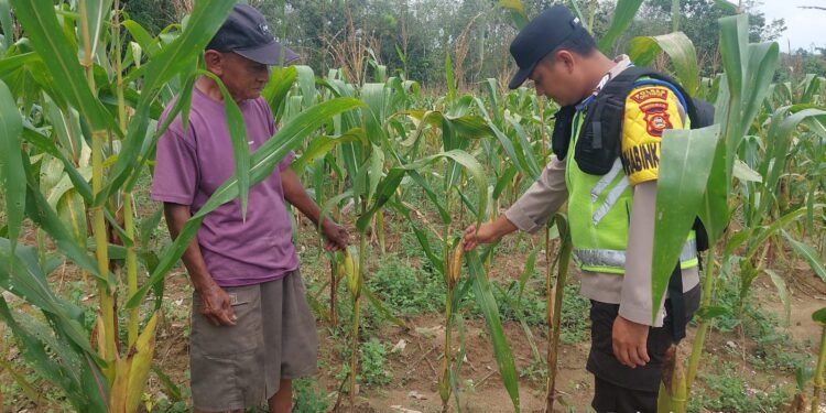 Personil Polsek Belitang III Melaksanakan Kontrol Tanaman Jagung. (Foto/Yesi)