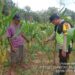 Personil Polsek Belitang III Melaksanakan Kontrol Tanaman Jagung. (Foto/Yesi)