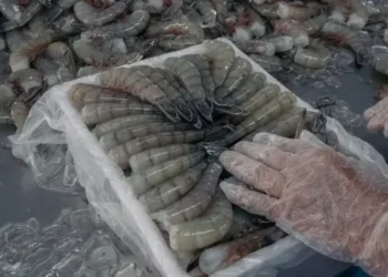 Ilustrasi udang beku. (Foto/Doc)