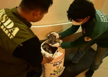 Polda Sumbar Bongkar Perdagangan Ilegal Sisik Trenggiling 24 Kg. (Foto/Doc)