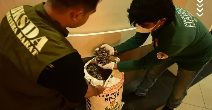 Polda Sumbar Bongkar Perdagangan Ilegal Sisik Trenggiling 24 Kg. (Foto/Doc)