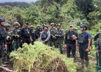 Satgas Pamtas RI-PNG Musnahkan 4 Kebun Ganja Ganja di Pegunungan Bintang. (Foto/Doc)