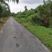 Jalan Bandes, Sungai Selari, Kecamatan Bukit Batu, Kabupaten Bengkalis Dipenuhi Semak Belukar. (Foto/Doc)