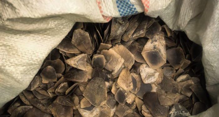 30 Kg Sisik Trenggiling yang Dibawa Pria di Rohil. (Foto/Doc)