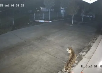 Harimau Sumatera Masuk Perkantoran BRI di Agam Sumbar. (Foto/Doc)