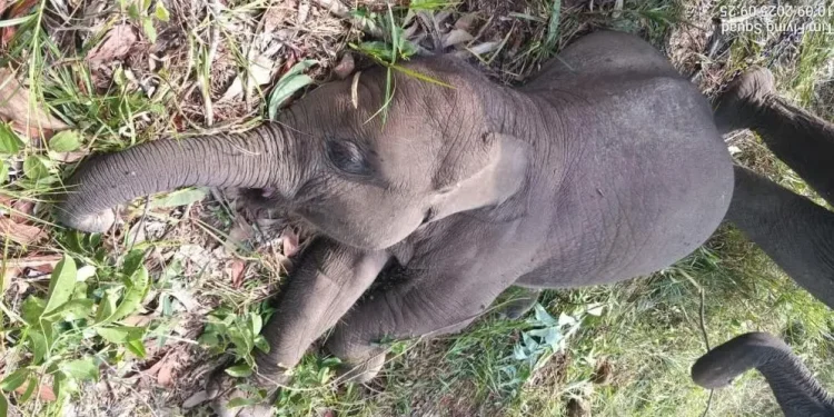 3 Ekor Anak Gajah Sumatera di Riau Mati dalam Kurun Waktu 7 Bulan. (Foto/Doc)