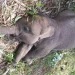 3 Ekor Anak Gajah Sumatera di Riau Mati dalam Kurun Waktu 7 Bulan. (Foto/Doc)