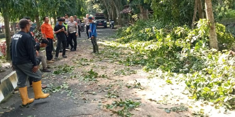 Polres Langkat Bergerak Cepat Bersihkan Pohon Tumbang di Jalan Tengku Umar Stabat. (Foto/JR Siahaan)