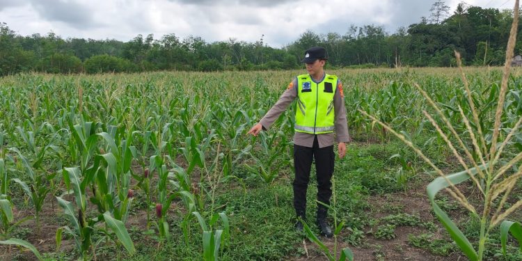 Bhabinkamtibmas Polsek Belitang II Aktif Dukung Program Ketahanan Pangan di OKU Timur. (Foto/Yesi)