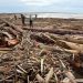 Ribuan Gelondongan Kayu Penuhi Bibir Pantai Parkit Padang Usai Banjir Bandang Sumbar. (Foto/Doc)