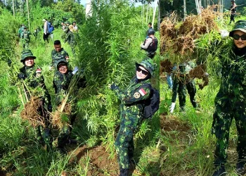 BNN Musnahkan 69 Ton Ganja di Perbukitan Teupin Rusep Aceh Utara. (Foto/Doc)