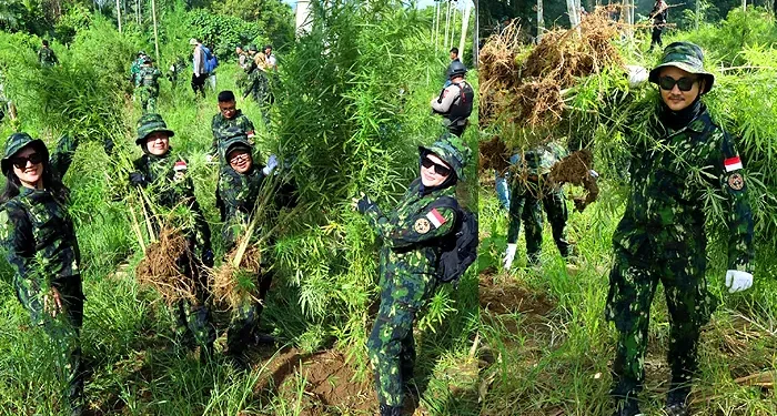 BNN Musnahkan 69 Ton Ganja di Perbukitan Teupin Rusep Aceh Utara. (Foto/Doc)