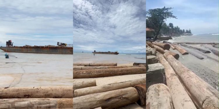 Ribuan Gelondongan Kayu dari Sumbar Kandas di Pantai Tanjung Setia Lampung. (Foto/Doc)